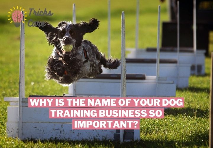 Why is the name of your dog training business so important