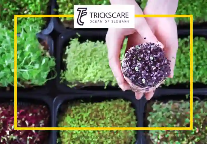 How-to-start-a-microgreens-business.
